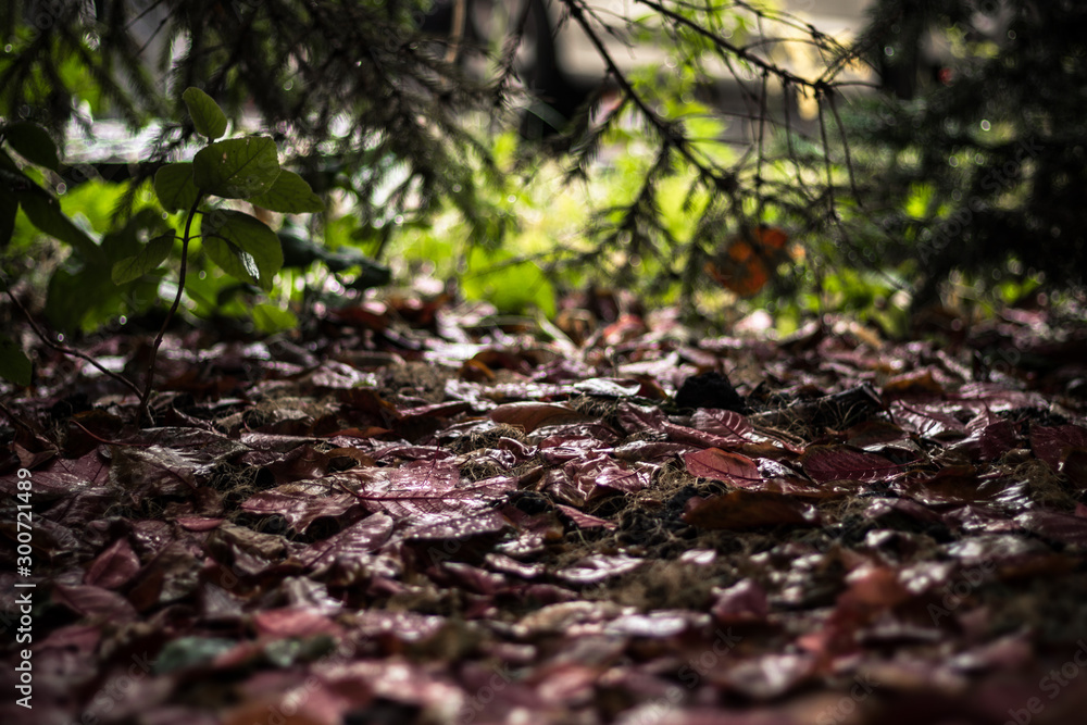 Wet autumn leaves on the ground under the tree in a yard Wet autumn leaves on the ground under the tree in a yard