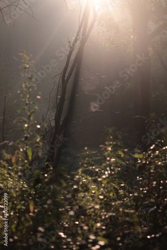 morning  fog  spiders web