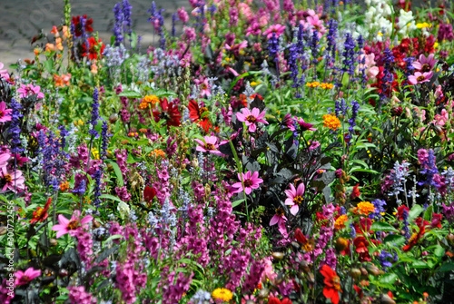 colorful garden full of flowers