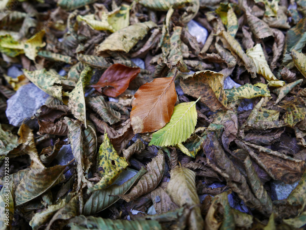 tappeto autunnale di foglie a terra