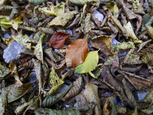 tappeto autunnale di foglie a terra