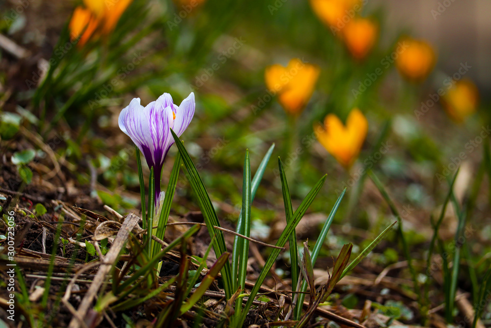 Colorful small growing flowers during the spring break. Macro detailed view. Colorful small growing flowers during the spring break. Macro detailed view.