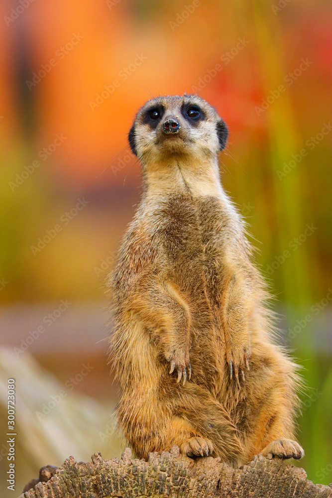Suricata is posing with colour background Suricata is posing with colour background