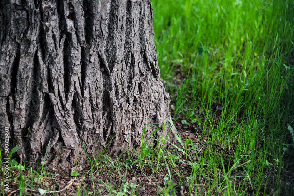 Sharp relief of the tree trunk in a forest