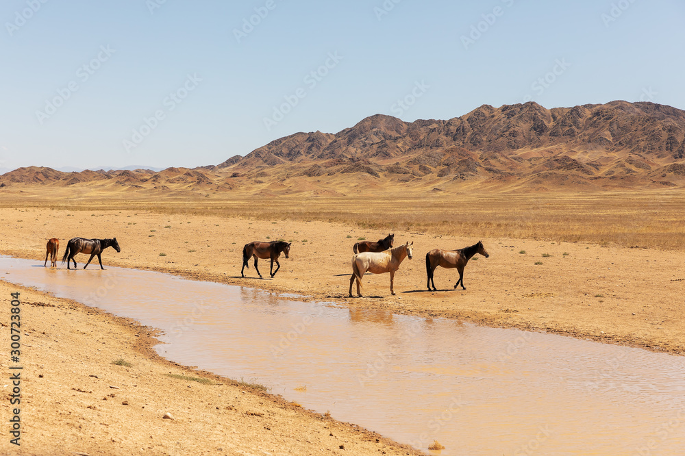 Przewalski-Pferde: Die letzten Wildpferde Przewalski-Pferde: Die letzten Wildpferde