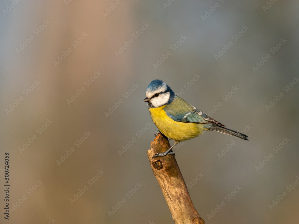 Beautiful nature scene with Eurasian blue tit (Cyanistes caeruleus). Wildlife shot of Eurasian blue tit (Cyanistes caeruleus) on branch. Eurasian blue tit (Cyanistes caeruleus) in the nature habitat. Beautiful nature scene with Eurasian blue tit (Cyanistes caeruleus). Wildlife shot of Eurasian blue tit (Cyanistes caeruleus) on branch. Eurasian blue tit (Cyanistes caeruleus) in the nature habitat.