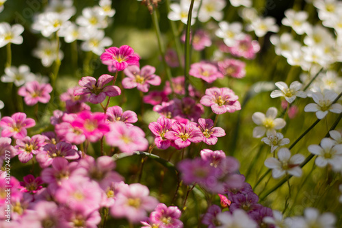 Sunny primroses contrast in a tiny garden