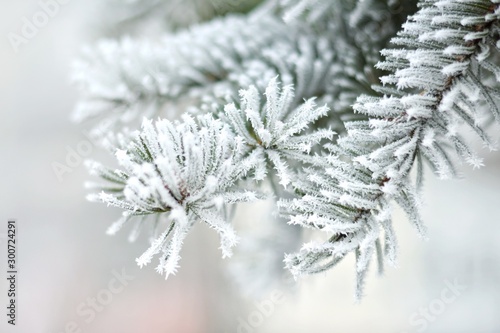 Snow-covered branch of spruce.  First snow.  Rime on the needles of an evergreen tree.  Winter season. Change of season from fall to winter