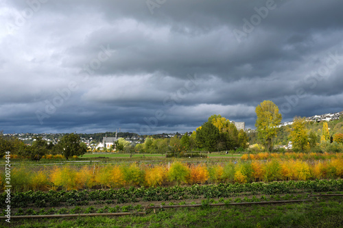 Rheininsel Niederwerth mit Spargelfeldern und Spargelkraut mit Blick auf Vallendar am Rhein Ende Oktober 2019 - Stockfoto photo