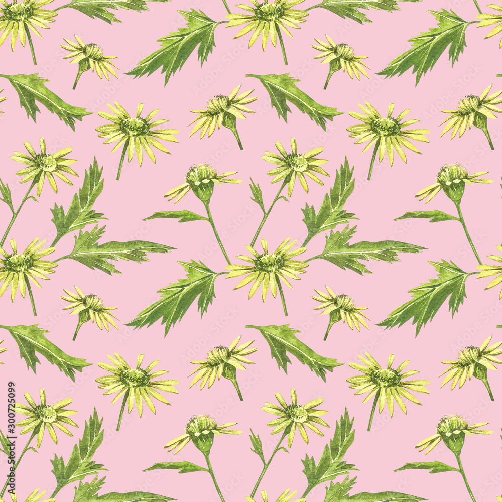 Fototapeta premium Chamomile or Daisy bouquets, yellow flowers. Realistic botanical sketch on white background for design, hand draw illustration in botanical style. Seamless patterns.