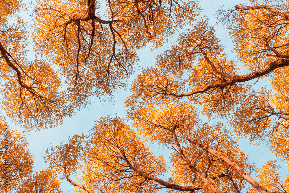Bottom view of trees on sky background. Autumn forest. Bottom view of trees on sky background. Autumn forest.