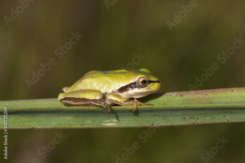 Hyla meridionalis Mediterranean tree frog beautiful immature specimens of this small tree frog perched on Asphodelus leaves in a flooded area