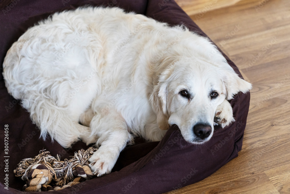 Cozy Golden Retriever dog napping on the dog bed. Cozy Golden Retriever dog napping on the dog bed.