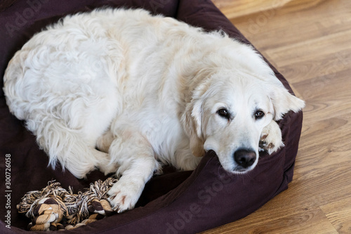 Cozy Golden Retriever dog napping on the dog bed.