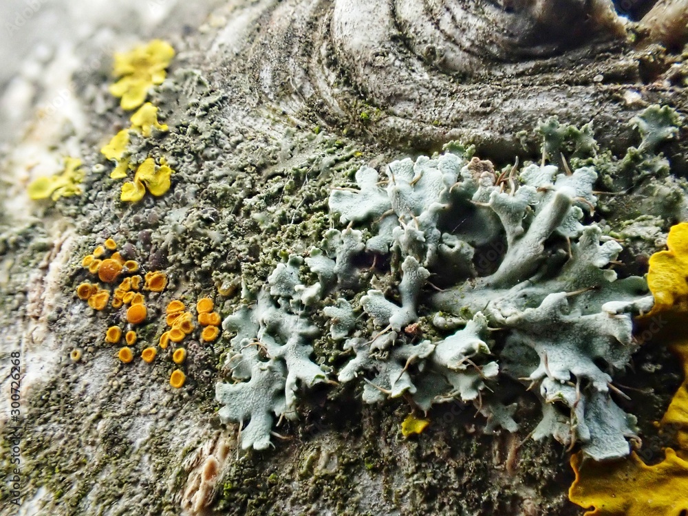 Obraz premium lichen on tree