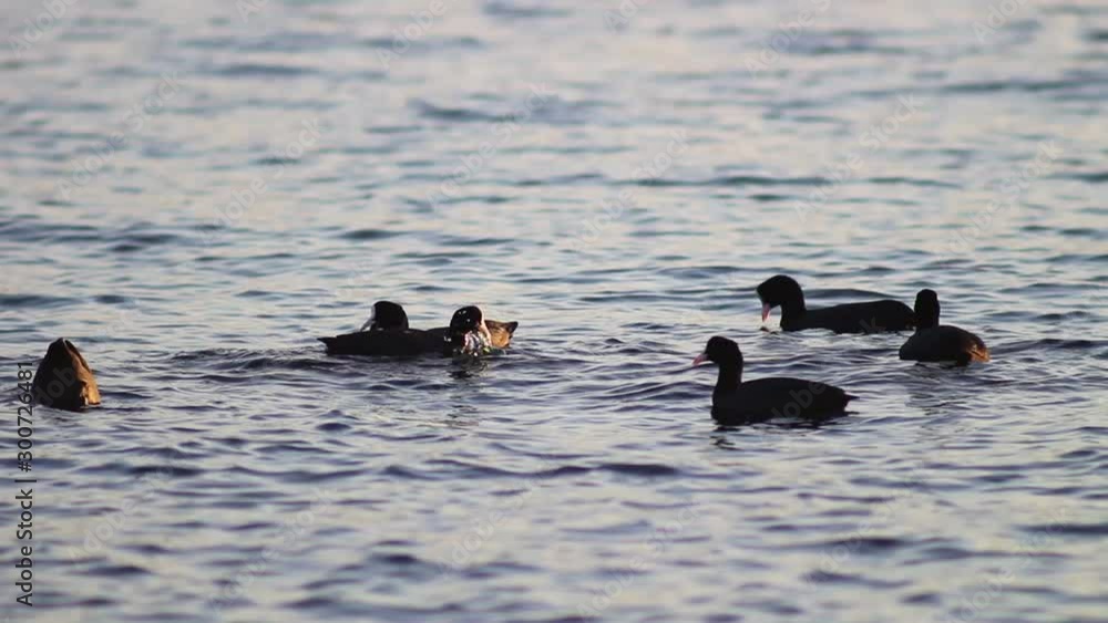 ducks in water ducks in water