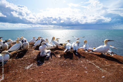 Basstölpel auf Helgoland beim Fliegen und der Aufzucht des Nachwuchses