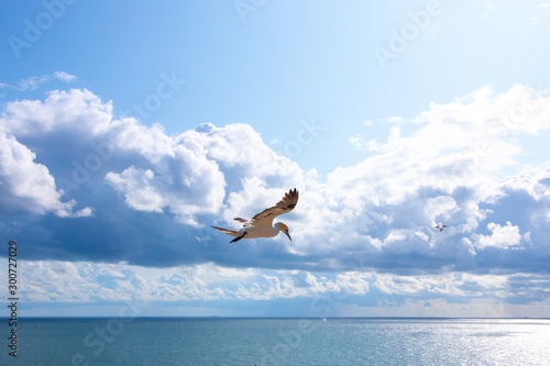 Basstölpel auf Helgoland beim Fliegen und der Aufzucht des Nachwuchses
