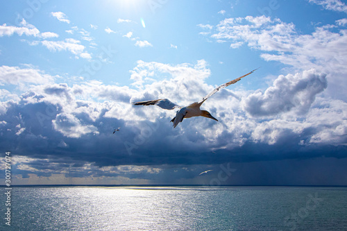 Basstölpel auf Helgoland beim Fliegen und der Aufzucht des Nachwuchses