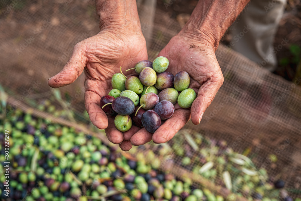 Φωτογραφία The seasonal harvest of olives in Puglia, south of italy