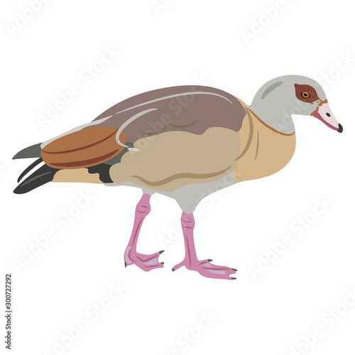 Isolated vector illustration. Egyptian goose. (Alopochen aegyptiaca). Stylized African duck bird. Flat cartoon style.