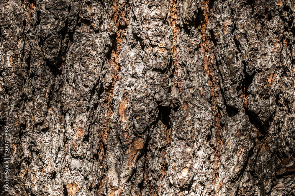 Old Wood bark macro backgrounds. Old Wood bark macro backgrounds.