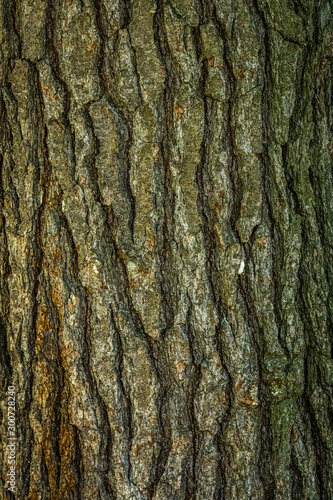 Old Wood bark macro backgrounds.