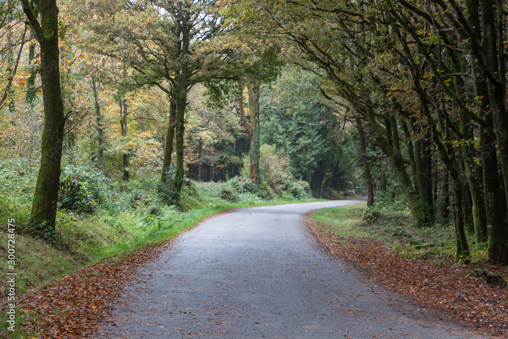 Fototapeta premium Road in autumn