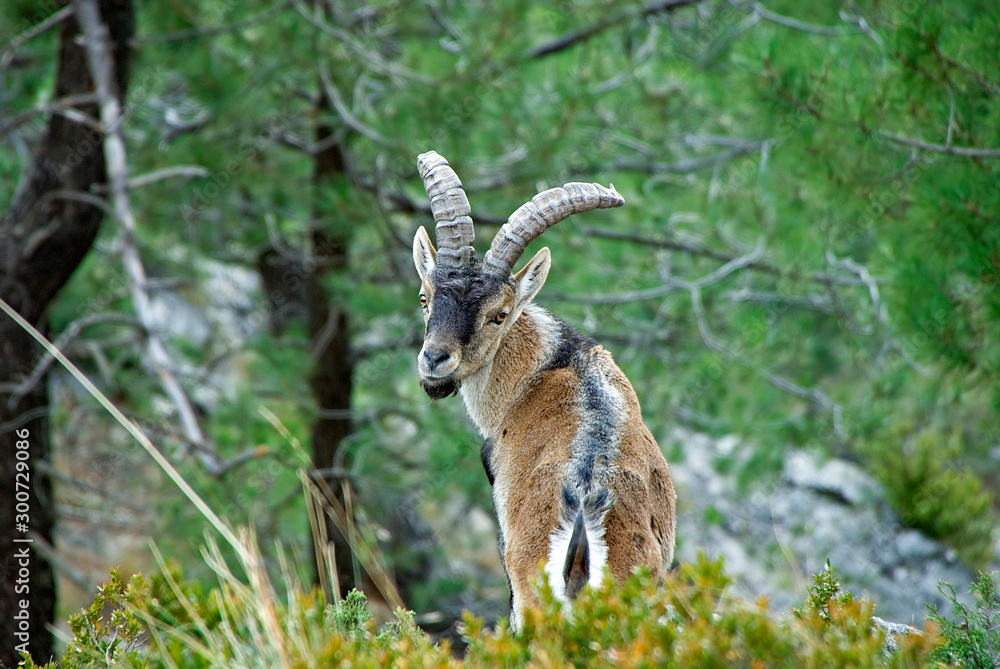Cabra Hispánica, en la sierra de Cazorla, Segura y Las Villas. Cabra Hispánica, en la sierra de Cazorla, Segura y Las Villas.