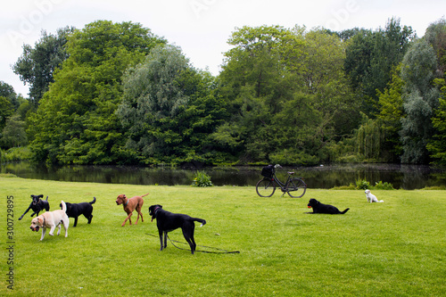 View of dogs playing on grass field, pond, trees at Vondelpark in Amsterdam. It is a public urban park of 47 hectares. It is a summer day.