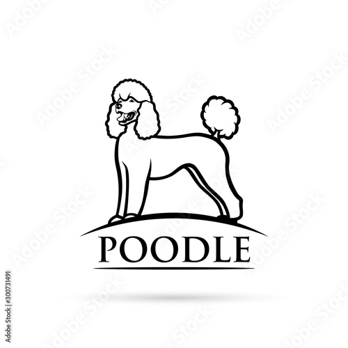 Poodle dog - isolated vector illustration