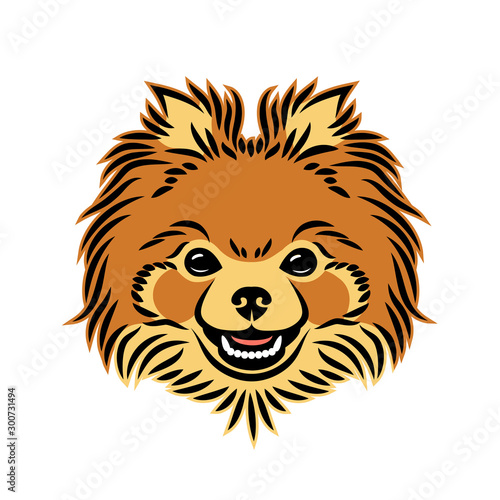 Pomeranian dog face - isolated vector illustration