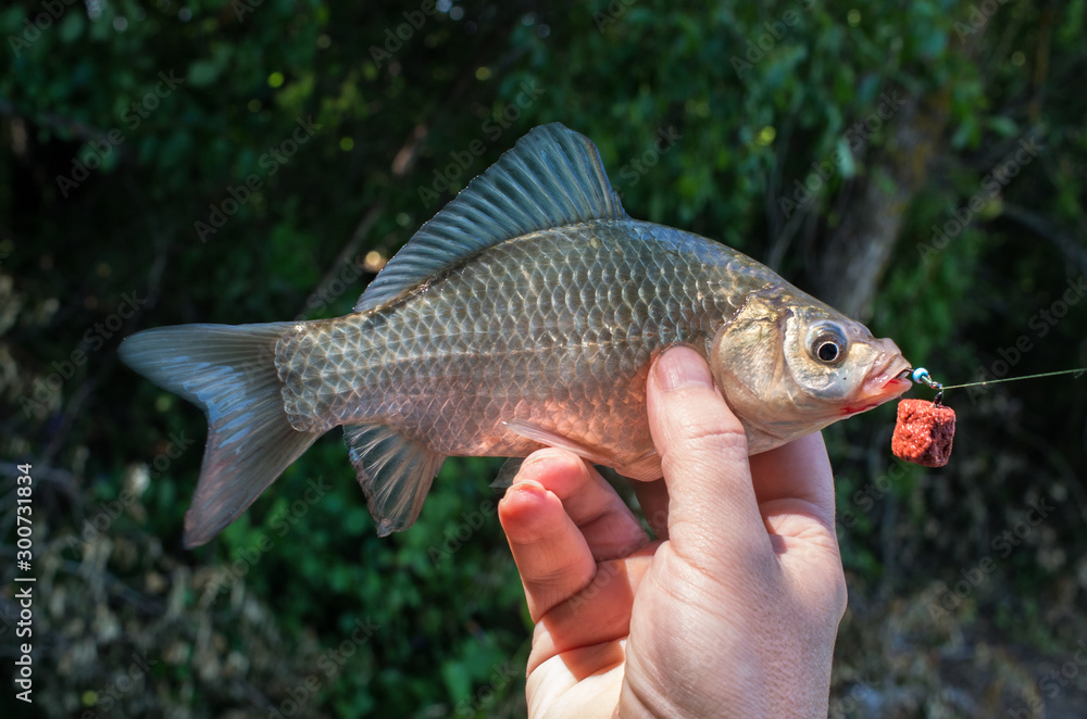 Fototapeta premium caught crucian in the hand of a fisherman
