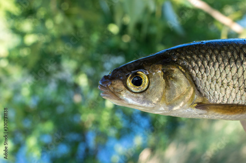Wall Mural fish chub caught on a hook close-up