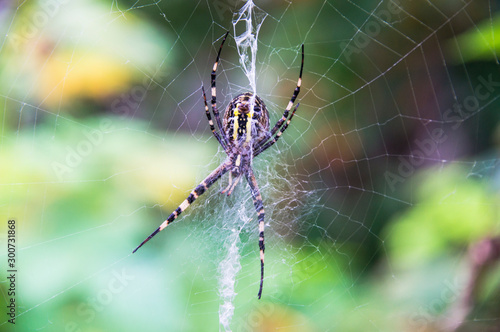 A yellow striped spider outside in nature in its web. Argiope bruennichi is also called a zebra, tiger, silk ribbon, wasp spider in front of a blurred background, colorful background.