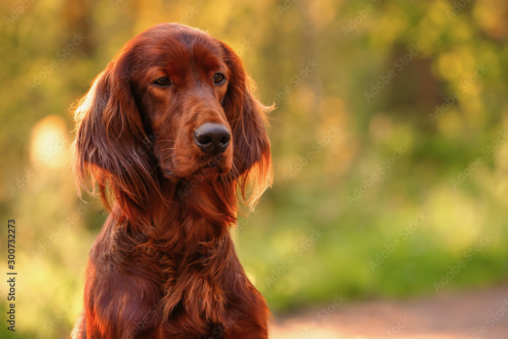 Irish red setter portrait on green grass background, outdoors, horizontal