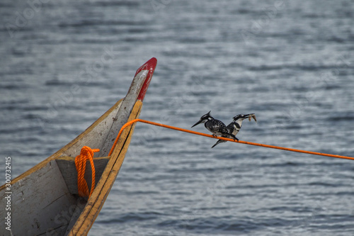 A pair of pied kingfisher (Ceryle rudis) one with a caught fish perched of boat mooring at Lake Victoria, Entebbe, Uganda 