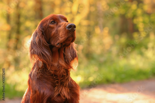 Tablou pe pânză Irish red setter portrait on green grass background, outdoors, horizontal