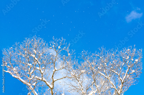 Snow blowing off snow covered bare trees with blue sky with snow flakes