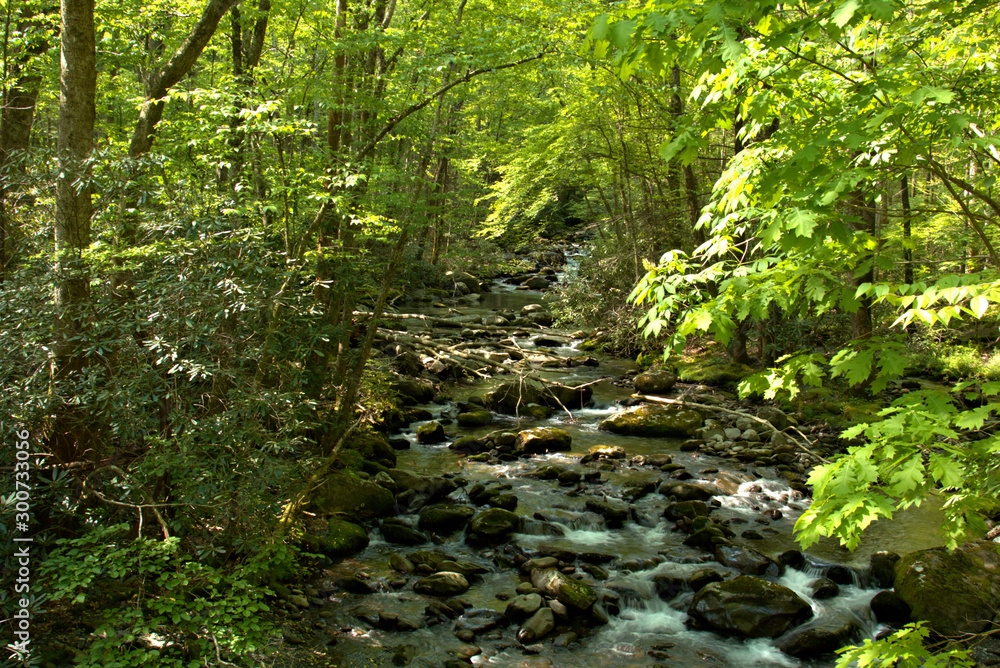 Mountain stream rushing down hill thru the dense brush Mountain stream rushing down hill thru the dense brush