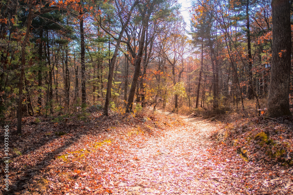 Sun shines bright on forest path Sun shines bright on forest path