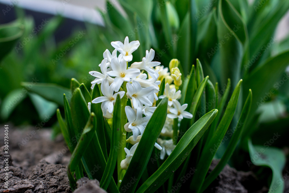 Hyacinth White in the Garden Hyacinth White in the Garden