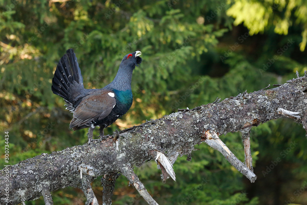 Tetrao urogallus in wild nature in spruce forest, western capercaillie Tetrao urogallus in wild nature in spruce forest, western capercaillie
