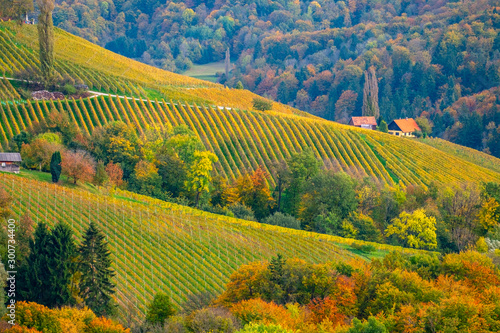 Vineyards in autumn