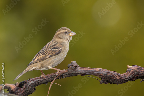 sparrow perched on a branch