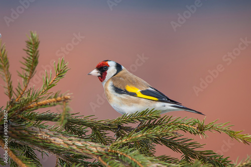 Fotografiet An adult European Goldfinch (Carduelis carduelis)