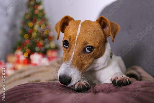 Jack Russell terrier as christmas present for children concept. Four months old adorable doggy on by the holiday tree with wrapped gift boxes, festive lights. Festive background, close up, copy space.