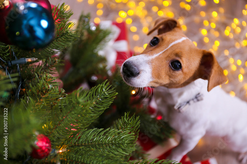 Jack Russell terrier as christmas present for children concept. Four months old adorable doggy under holiday tree with wrapped gift boxes, festive lights. Festive background, close up, copy space.