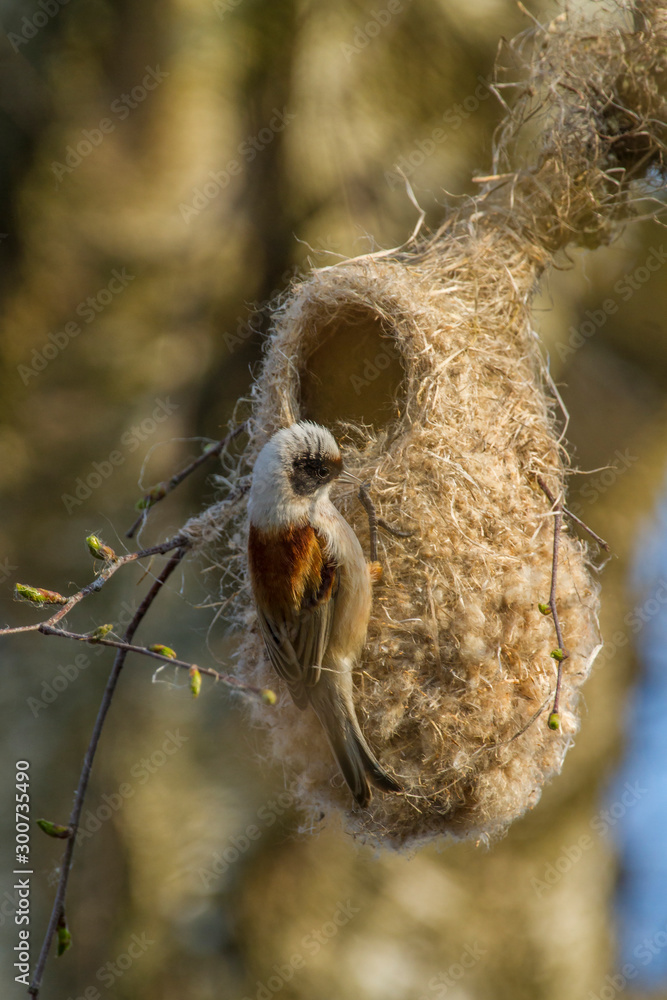 Eurasian penduline tit (Remiz pendulinus), bird in nest
