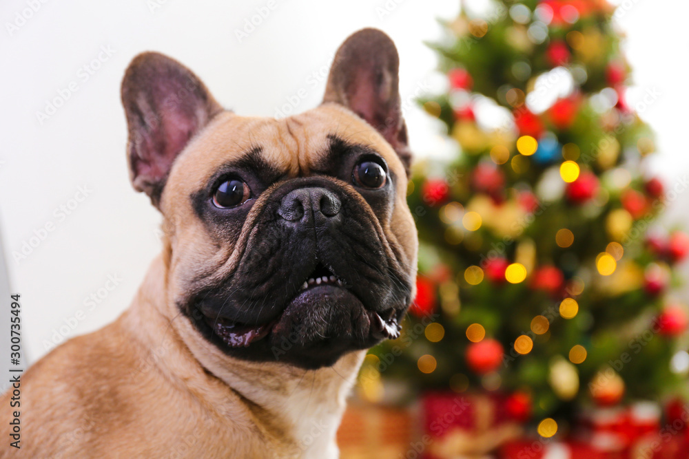 French bulldog guarding christmas presents concept. Adult adorable dog with wrinkled face under holiday tree with wrapped gift boxes, festive lights. Festive background, close up, copy space.